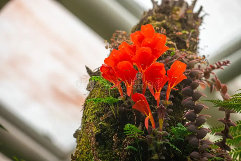 Columnea gloriosa